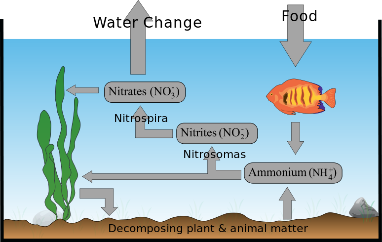 nitrogen cycle of an aquarium